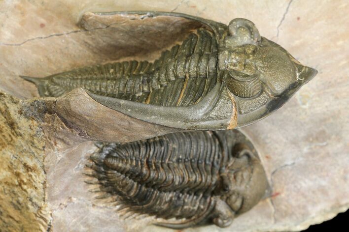Zlichovaspis & Metacanthina Trilobites - Lghaft, Morocco #153903